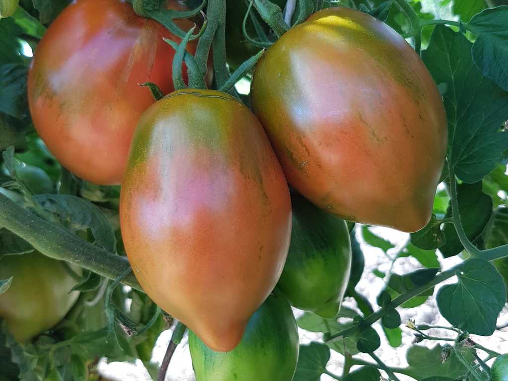 Gigondas Belle du Joncuas